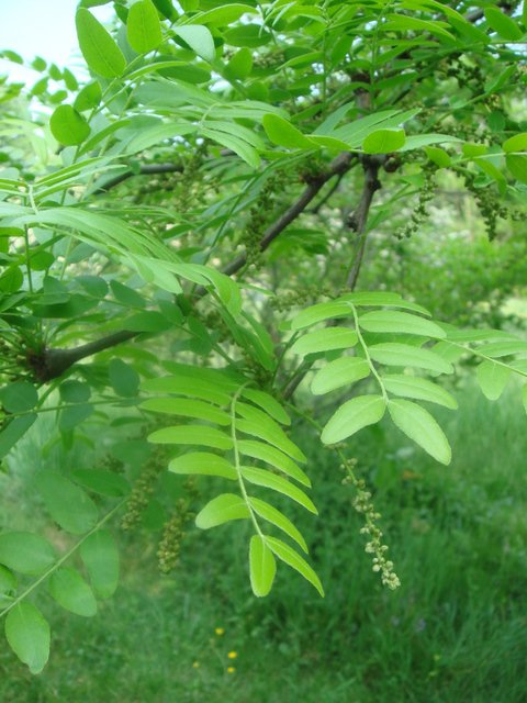 Gleditsia triacanthos